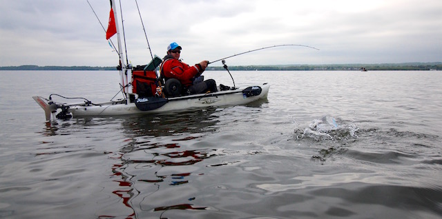 Author of Light Tackle Kayak Trolling the Chesapeake, Alan Battista fights a schoolie striper caught on a pencil popper. 