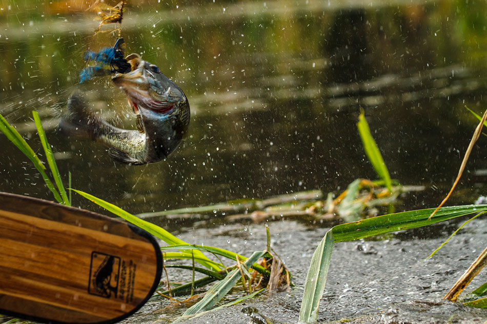 HIT PITCH: A quick set snaps a bass from the grass.