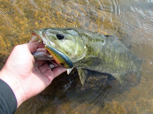 Another satisfied smallmouth customer. 