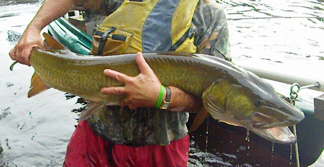 Musky man: neuropsychologist Mike Small analyzes the aggressive tendencies of a favorite patient 