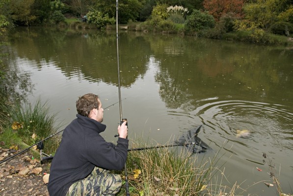 Beeches carp action-3