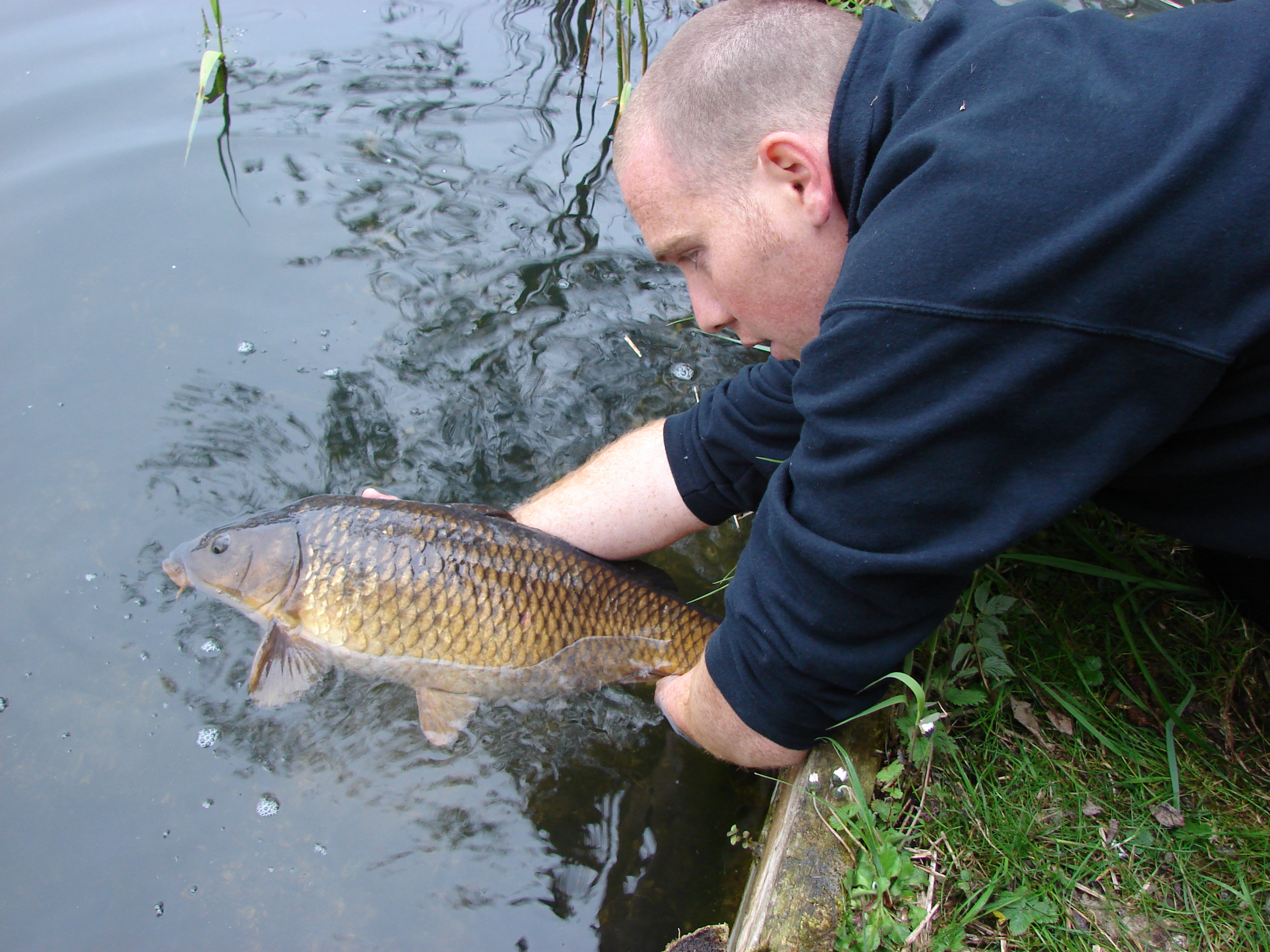 14lb common 2