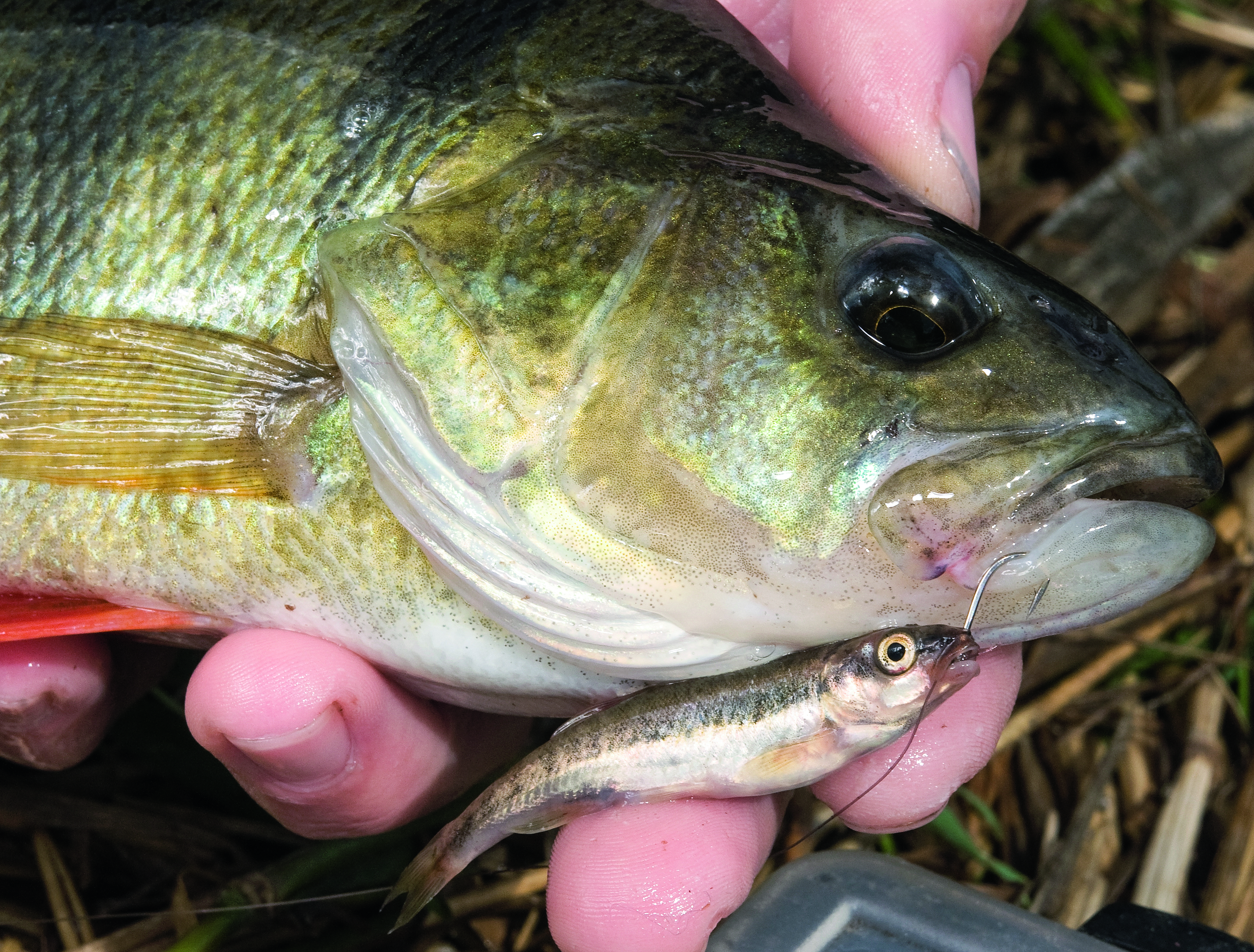 PERCH livebait