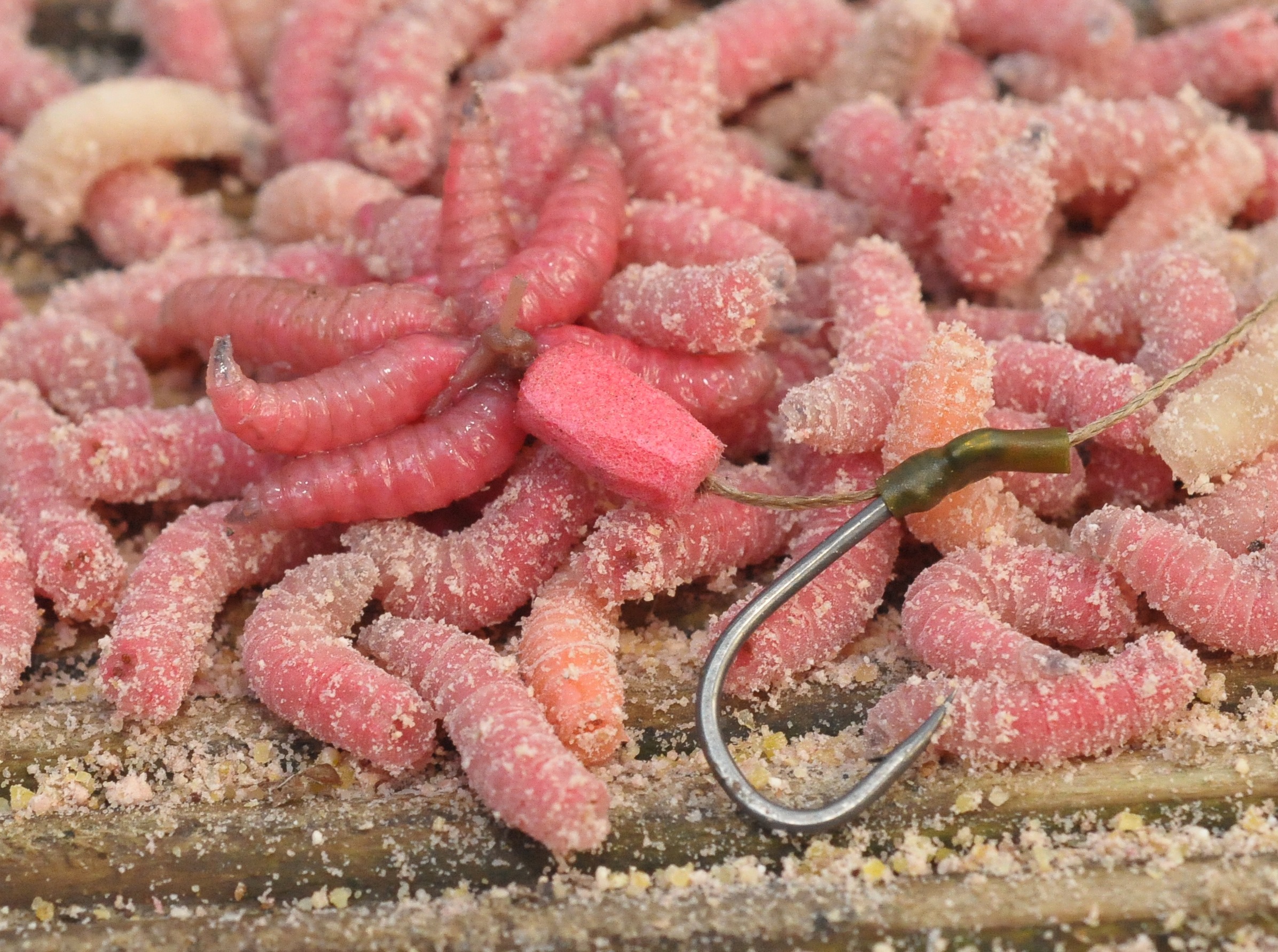 Maggots are a great winter choice.