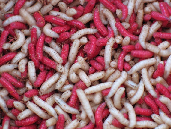 Flavoured maggots catch more carp 