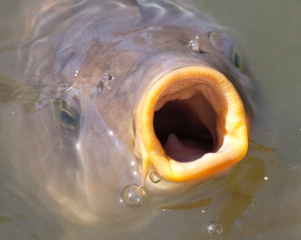 Hello...this what we want to see. A perfect mouth of a well cared for carp.