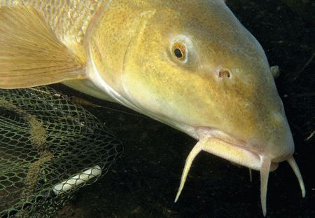 Barbel