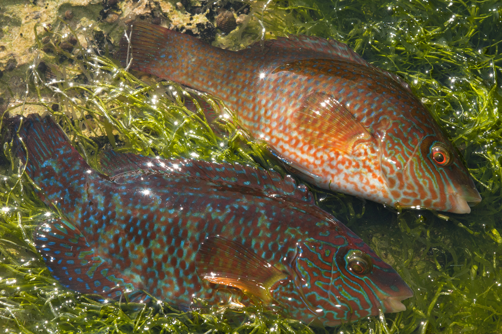 Wrasse