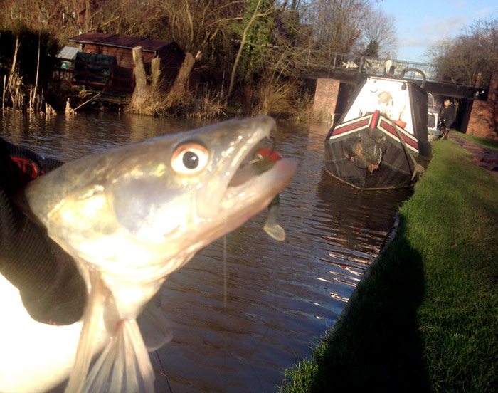 A nice zander taken on a short evening session.