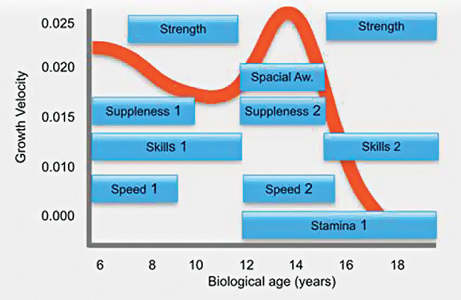 The graph shows the growth height velocity curve juniors follow as they mature.