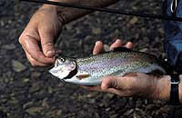 Rainbow trout