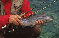 Rainbow trout caught on the White River