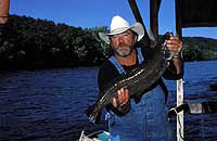 A nice sized trout caught on the Little Red River.