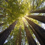 Redwood Trees