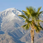 palm tree and mountains