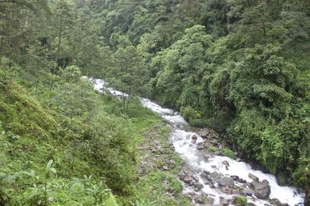 Sikkim jungle