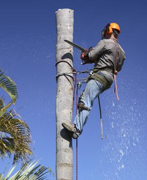 Tree lopping