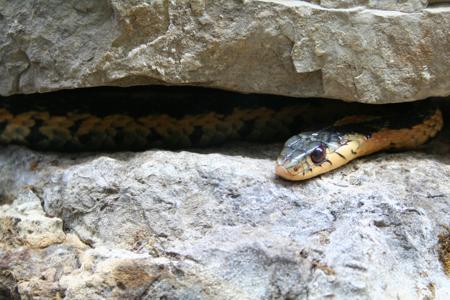 snake between rocks