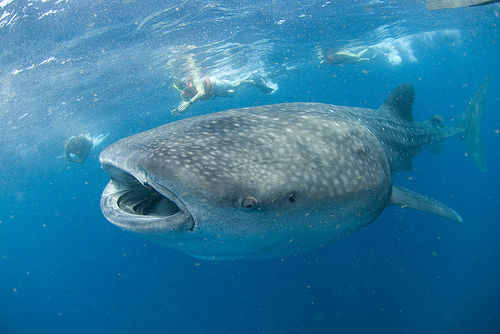 diving in Maldives