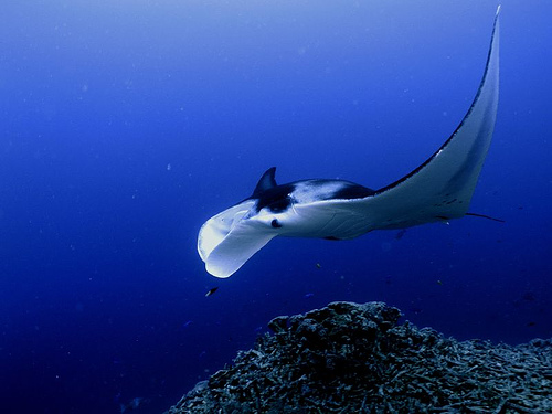 Manta ray