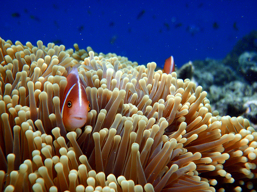 Great Barrier Reef