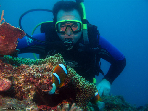 Barrier Reef Anemonefish