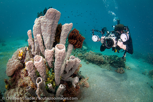 diver & tube sponge - Lembeh-1