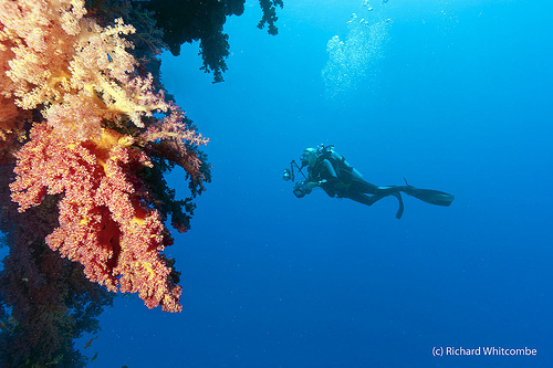 A diver with a camera next to the red soft corals of a channel marker chain