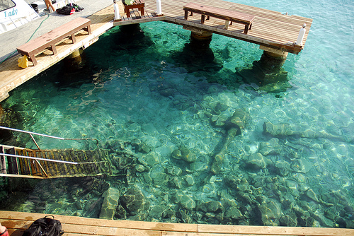 Bonaire, clear waters