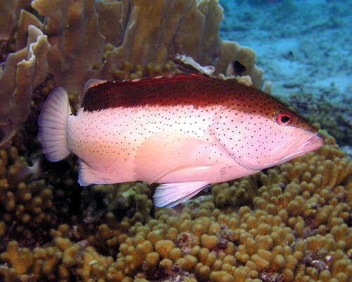 Bonaire, Bicolor Coney