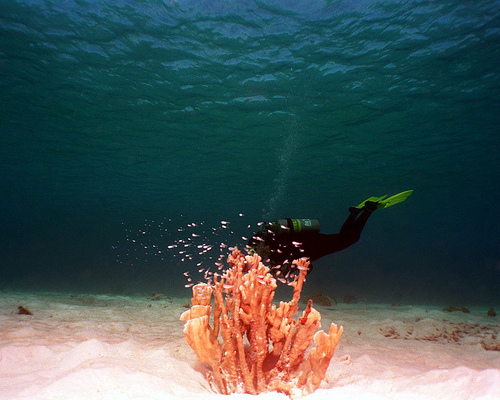 Scuba Diving Bonaire