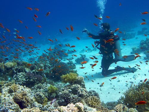 Oonas Dive Club - Naama Bay - Sharm el Sheikh
