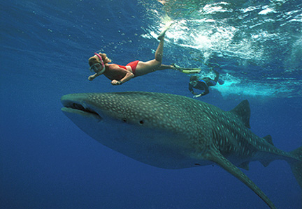 Whale Sharks