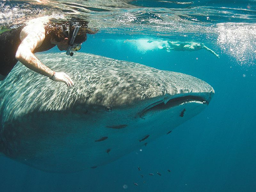 Whale Shark