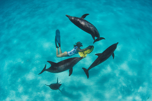 Dolphins with a scooter diver