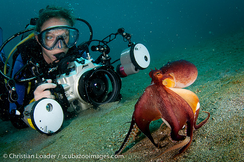 Coconut Octopus