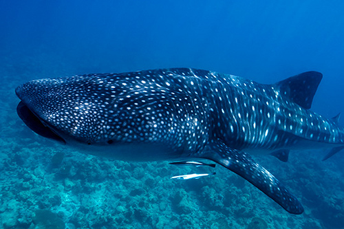 Whale Shark