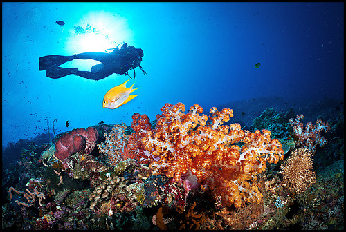 Coral reef Sipadan
