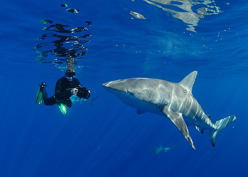 snorkeling with galapagos sharks