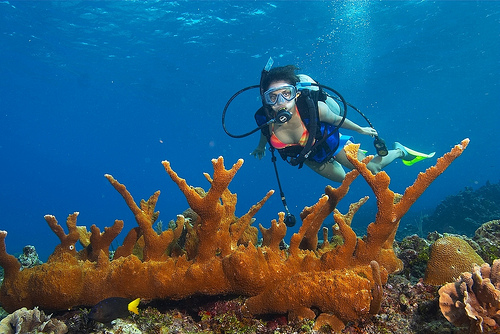 Coral Diving