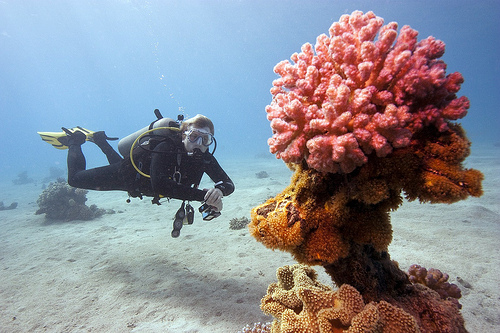 Diver and coral