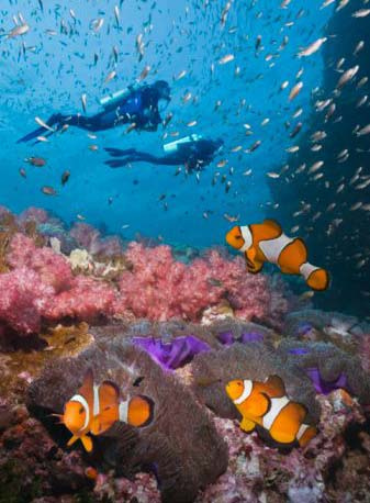 Andaman sea scuba diving