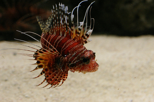 Lionfish