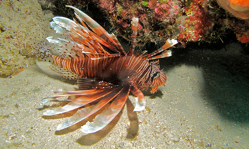 Red Lionfish Pterois volitans