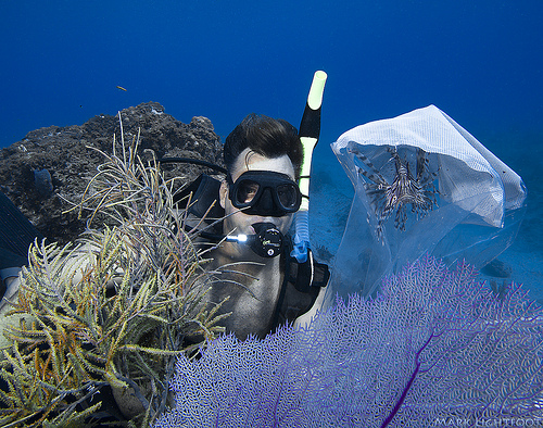 Lionfish Net Capture