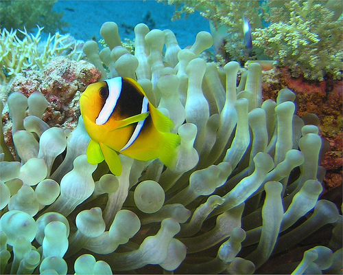 Clown Fish