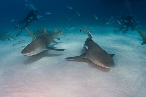 Lemon sharks and divers