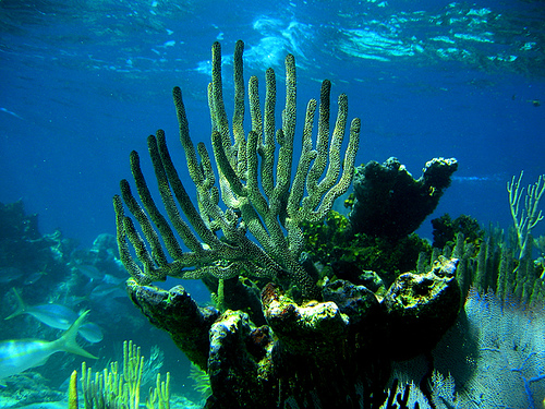 Pristine Coral formation