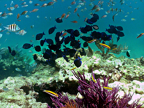 Looe Key Coral Reef National Marine Sanctuary
