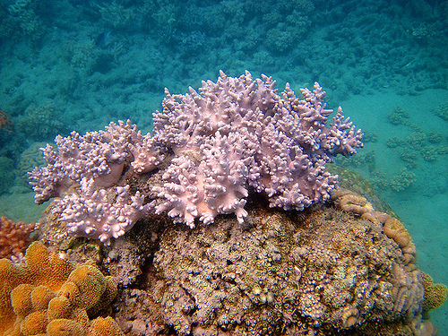 Coral